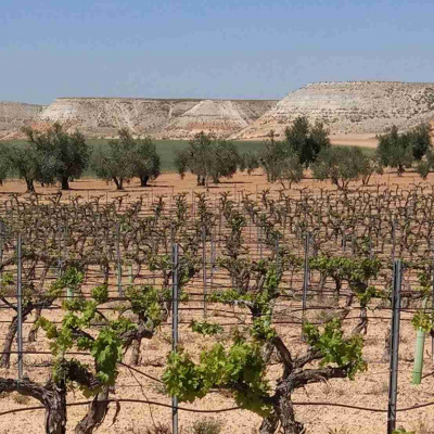 Vinice Rueda: Symfonie španělského vinařství